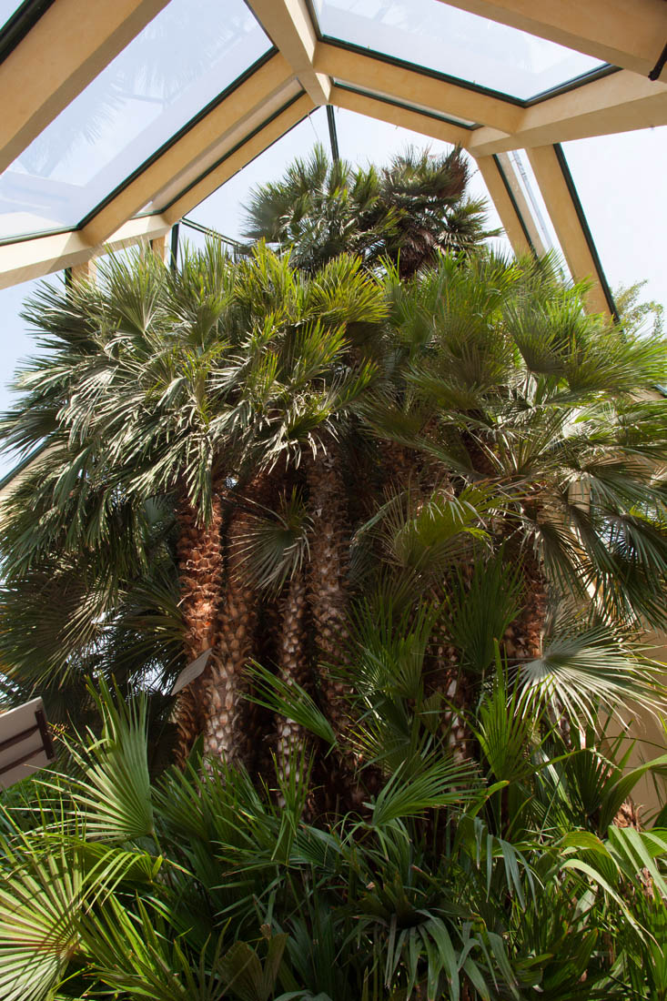 Padova La Palma di Goethe © Massimo Pistore