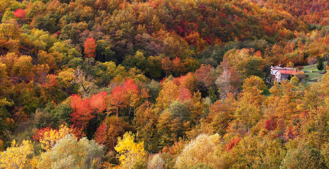 Caprese Michelangelo Panorama autunnale dei boschi di Caprese Michelangelo © R. Taylor