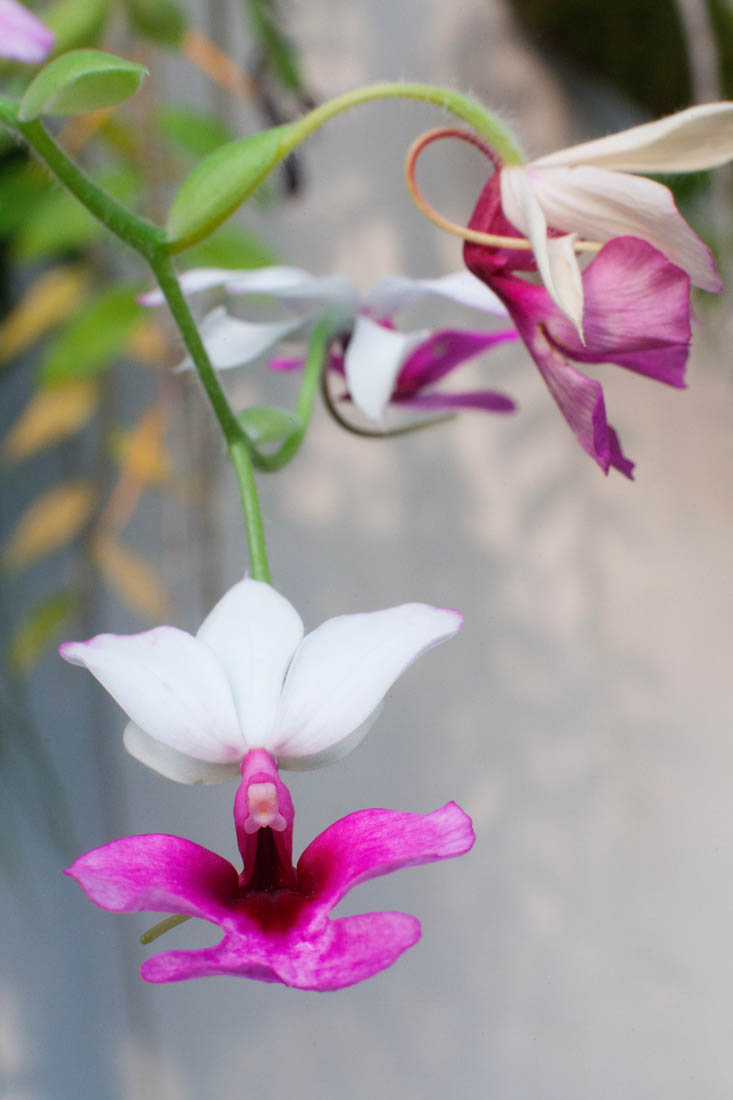 Padova Una orchidea © Massimo Pistore