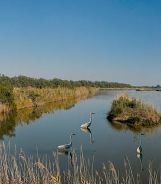 Basso Ferrarese Oasi di Canneviè: panorama © Luca Beretta - Archivio fotografico della Provincia di Ferrara