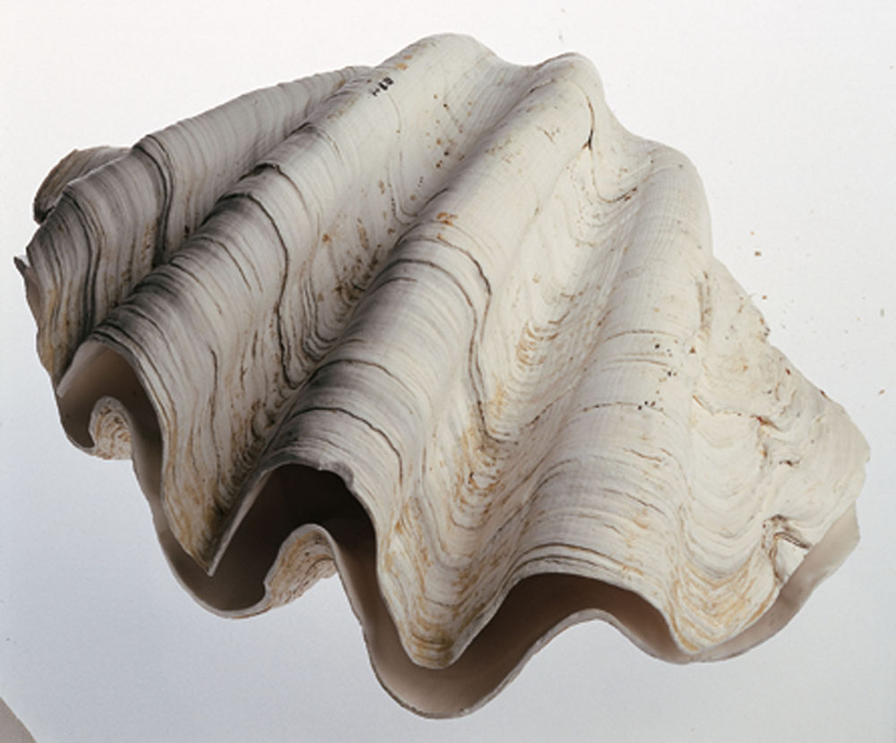 Cupra Marittima. Universo di conchiglie Tridacna gigante © Museo Malacologico Piceno