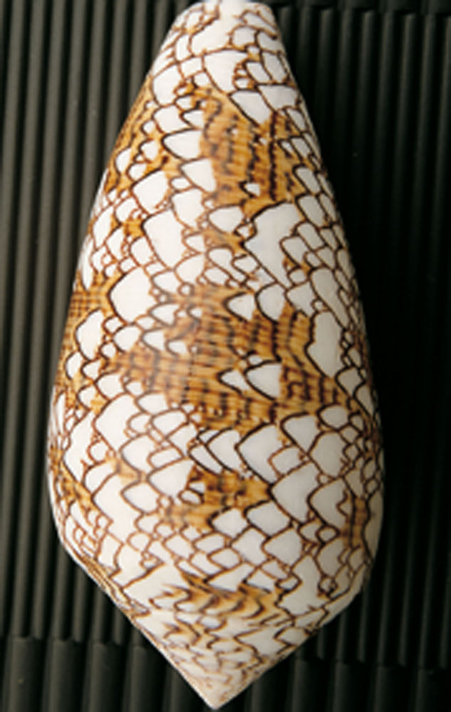 Cupra Marittima. Universo di conchiglie Conus textile © Museo Malacologico Piceno