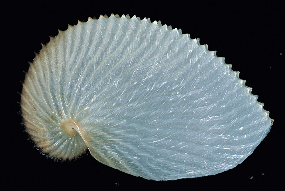 Cupra Marittima. Universo di conchiglie Argonauta © Museo Malacologico Piceno