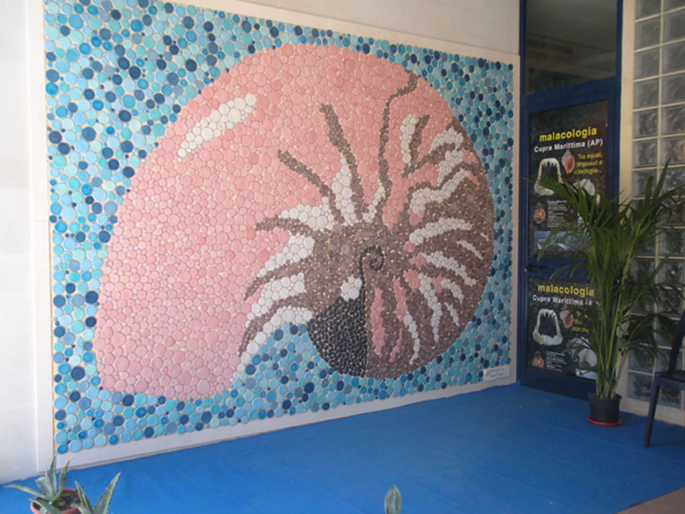 Cupra Marittima. Universo di conchiglie Sala d'ingresso al Museo Malacologico Piceno © Museo Malacologico Piceno