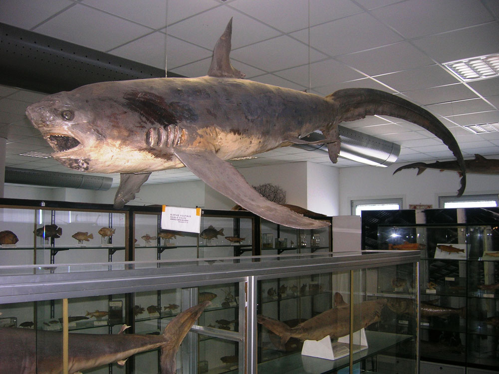 San Benedetto del Tronto Il Museo ittico © Comune di San Benedetto del Tronto
