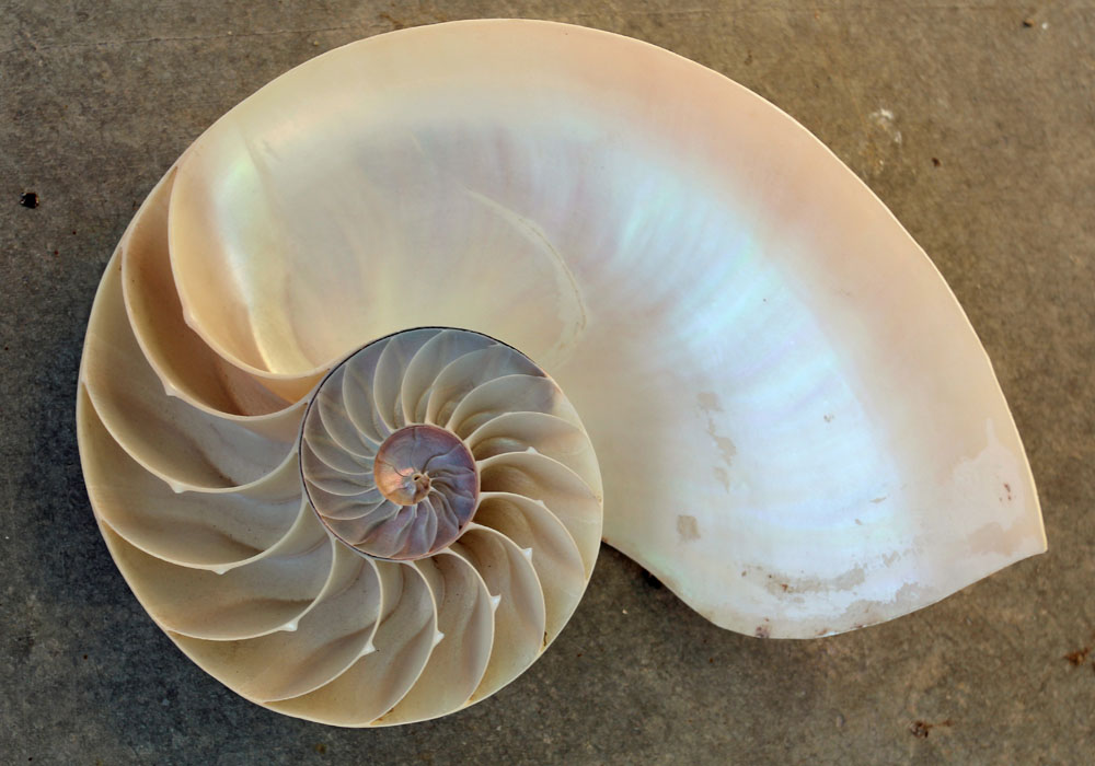 San Benedetto del Tronto Il Museo ittico © Comune di San Benedetto del Tronto