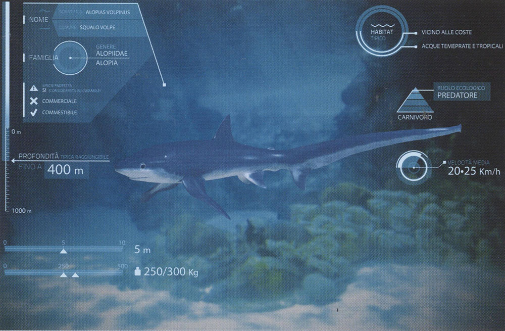 San Benedetto del Tronto Sala Immersea nel Museo ittico © Comune di San Benedetto del Tronto