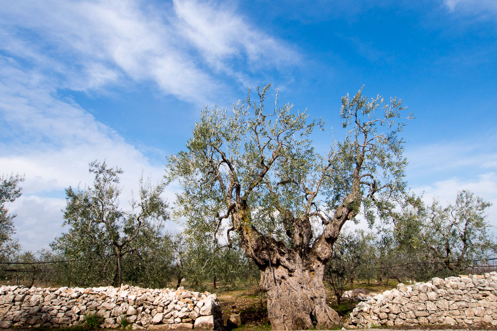 Corato Muretti a secco e uliveti © Natalino Russo