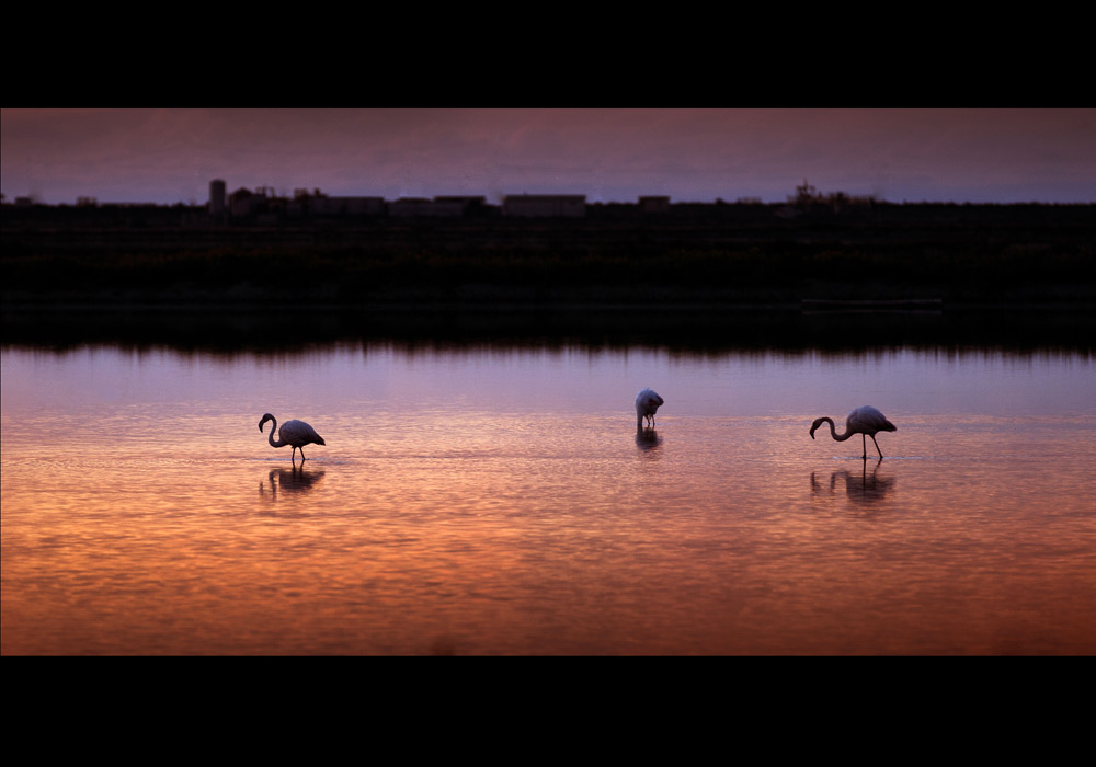 Margherita di Savoia Salina, fenicotteri al tramonto - Atisale SpA Stabilimento salina di Margherita di Savoia ©Salvatore Lanotte