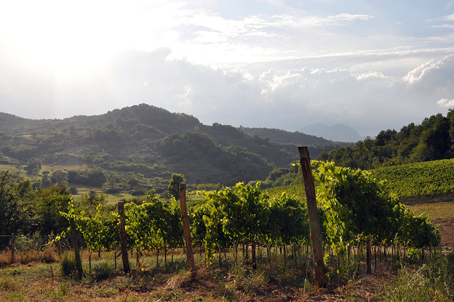 Piglio Vigneti © Ass. per la gestione della Strada del Vino Cesanese - www.stradadelvinocesanese.it - pagina facebook https://www.facebook.com/STRADADELVINOCESANESE