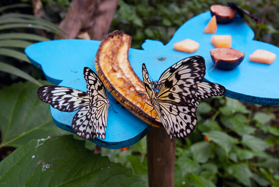 Bordano Casa delle Farfalle © Fabrizio Ardito