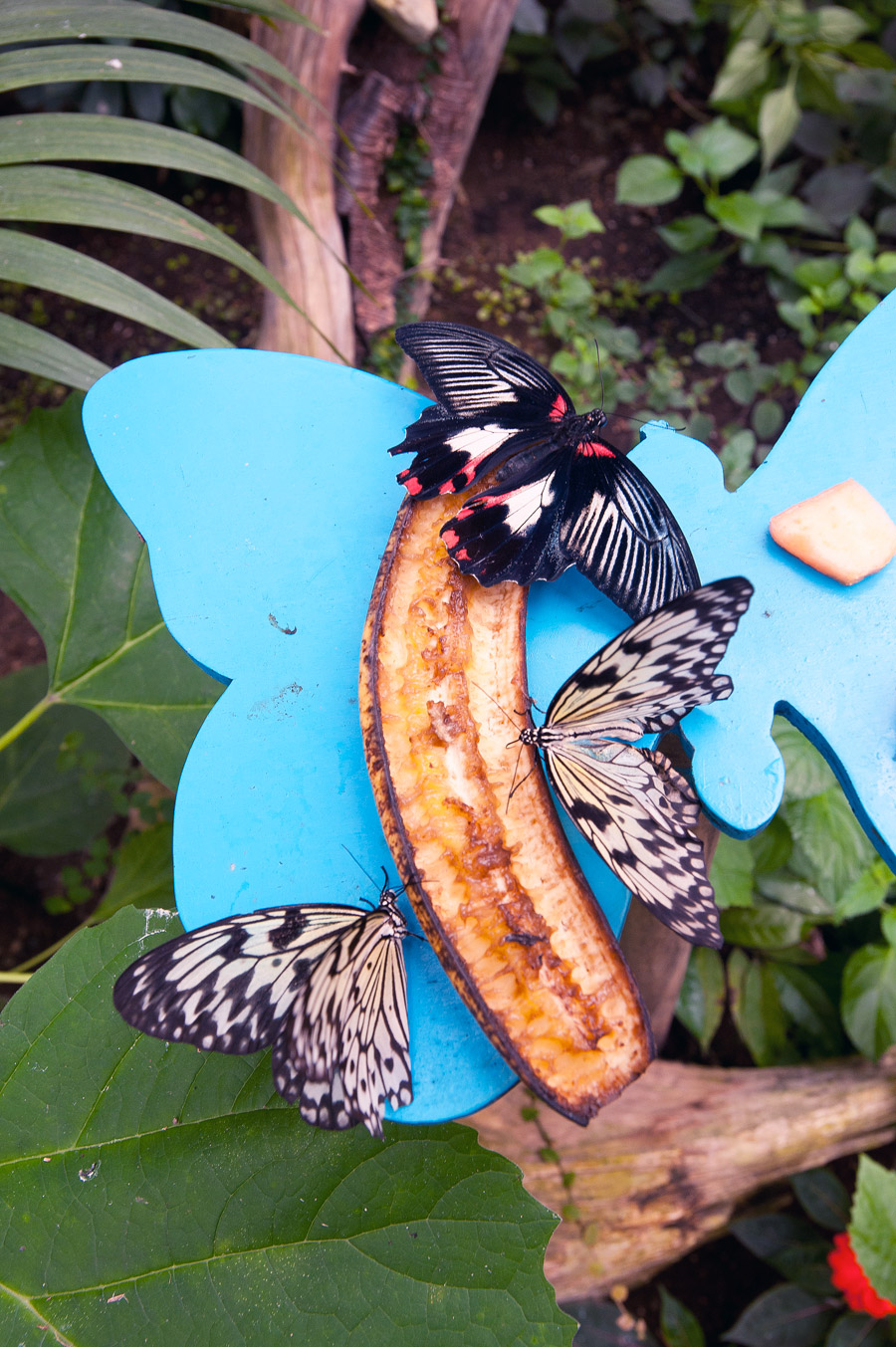 Bordano Casa delle Farfalle © Fabrizio Ardito