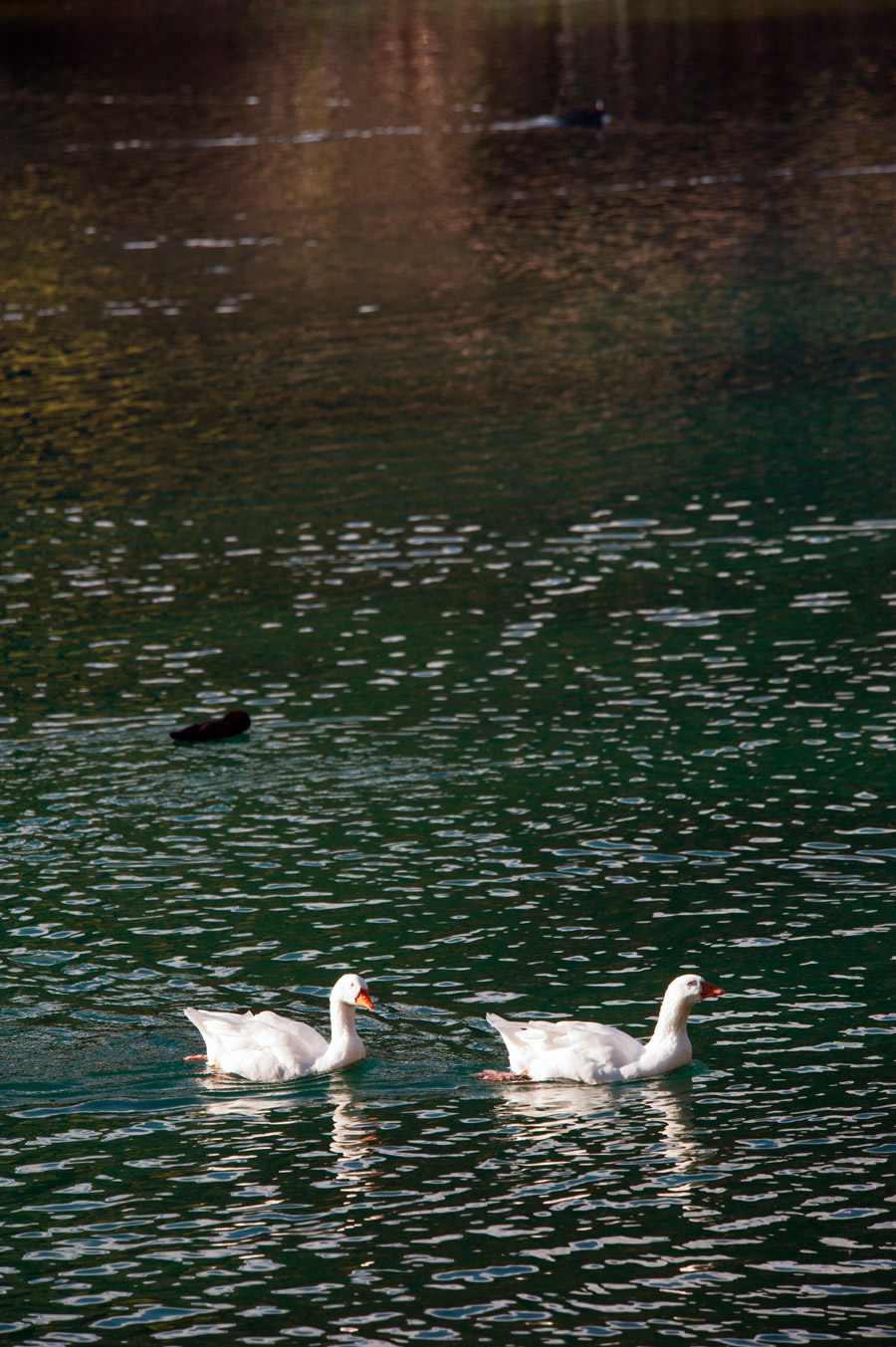 Cavazzo Lago di Cavazzo, lago 3 Comuni © Fabrizio Ardito