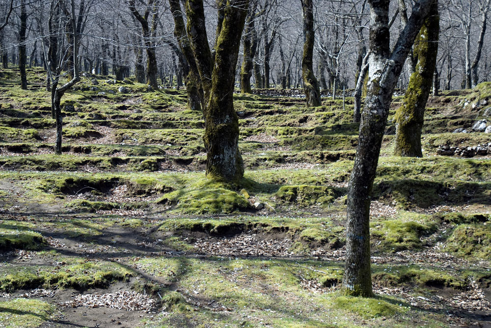 Roccamonfina Castagneto ©Natalino Russo