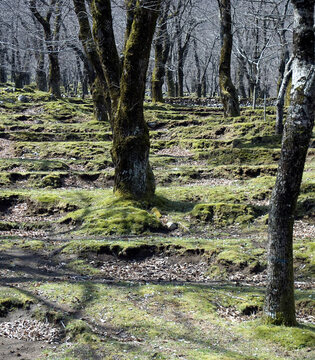 Roccamonfina Castagneto ©Natalino Russo
