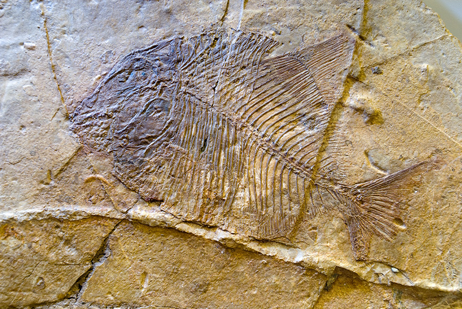 Pietraroja Un pesce fossile risalente al Cretacico inferiore (116-114 milioni di anni fa) © Natalino Russo