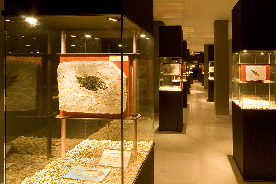 Pietraroja Paleolab, Museo laboratorio del Parco Geopaleontologico di © Natalino Russo