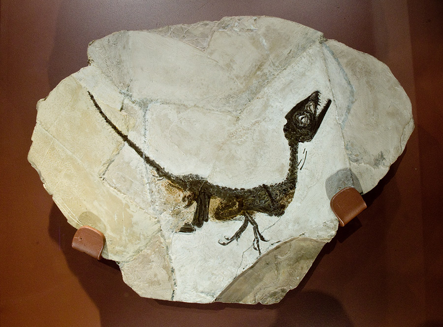 Pietraroja Paleolab, fossile del dinosauro Scipionyx samniticus © Natalino Russo