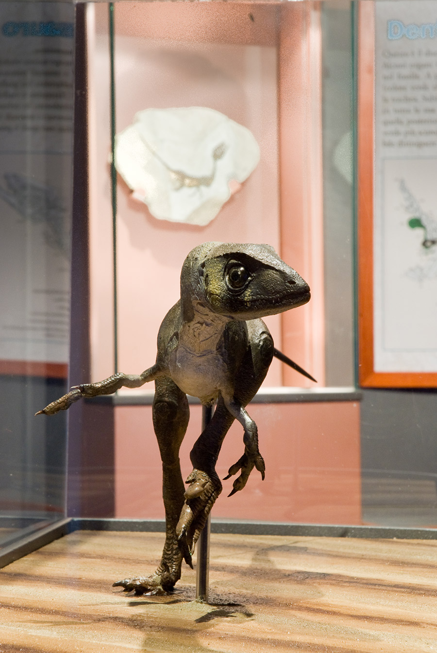Pietraroja Paleolab, modellino del dinosauro Scipionyx samniticus © Natalino Russo
