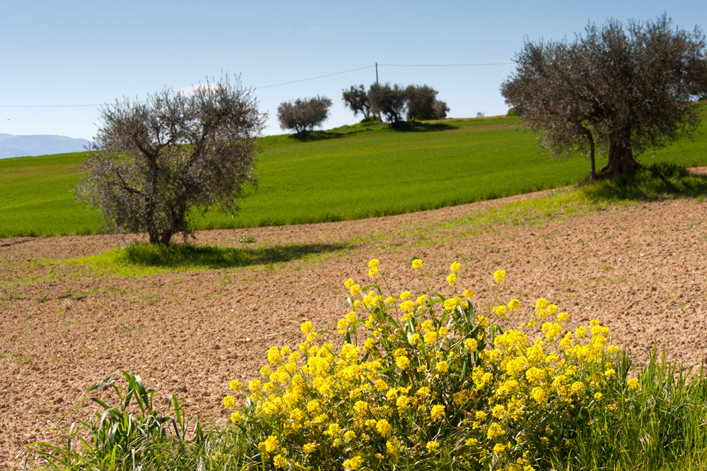 Campagna di Corinaldo © Fabrizio Ardito