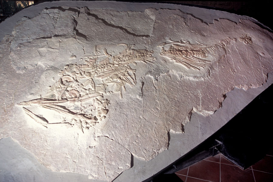 Frasassi Museo Speleo Paleontologico ed Archeologico, fossile di Ittiosauro © Fabrizio Ardito