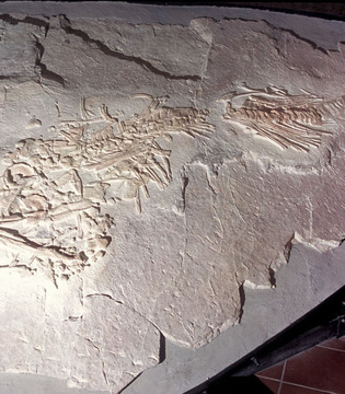 Frasassi Museo Speleo Paleontologico ed Archeologico, fossile di Ittiosauro © Fabrizio Ardito