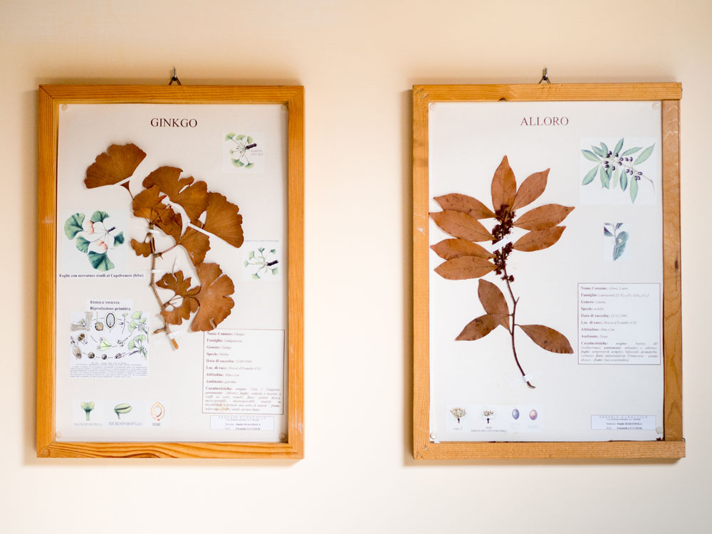 Veroli Museo delle erbe. Piante dellu2019erbario ©Natalino Russo