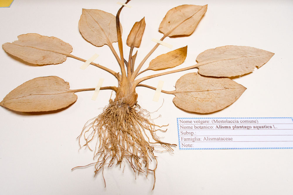 Veroli Museo delle erbe. Piante dellu2019erbario ©Natalino Russo