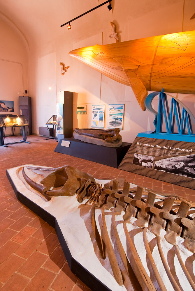 Castell'Arquato Museo geologico, scheletro balenottera © Fabrizio Ardito