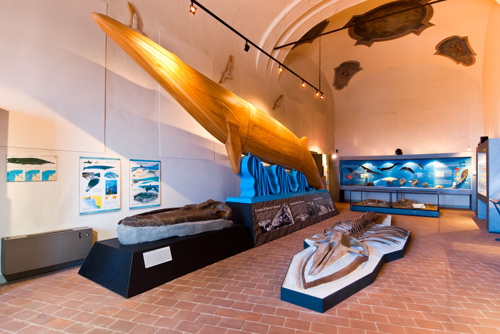 Castell'Arquato Museo geologico, scheletro balenottera © Fabrizio Ardito