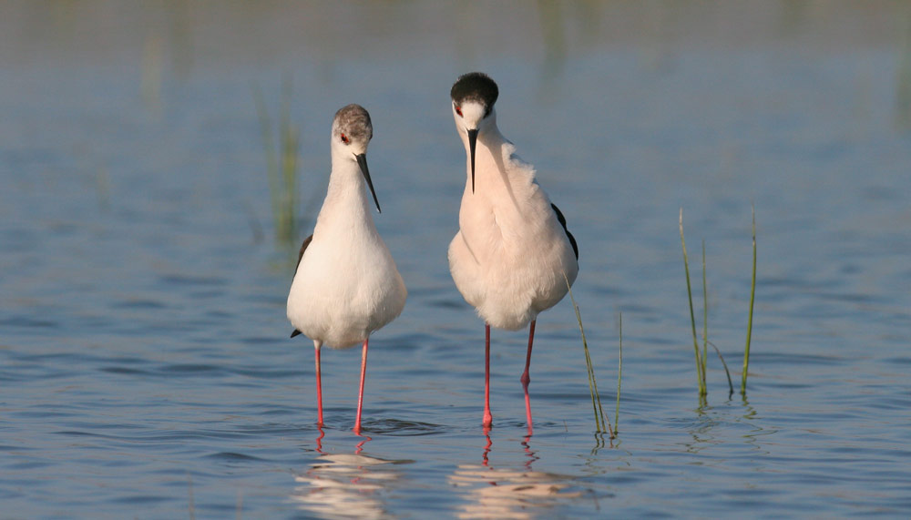 Bevanella Centro Visite Cubo Magico © Davide Pansecchi