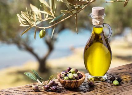 Olive taggiasche e il loro olio © Maurizio Stagnitto