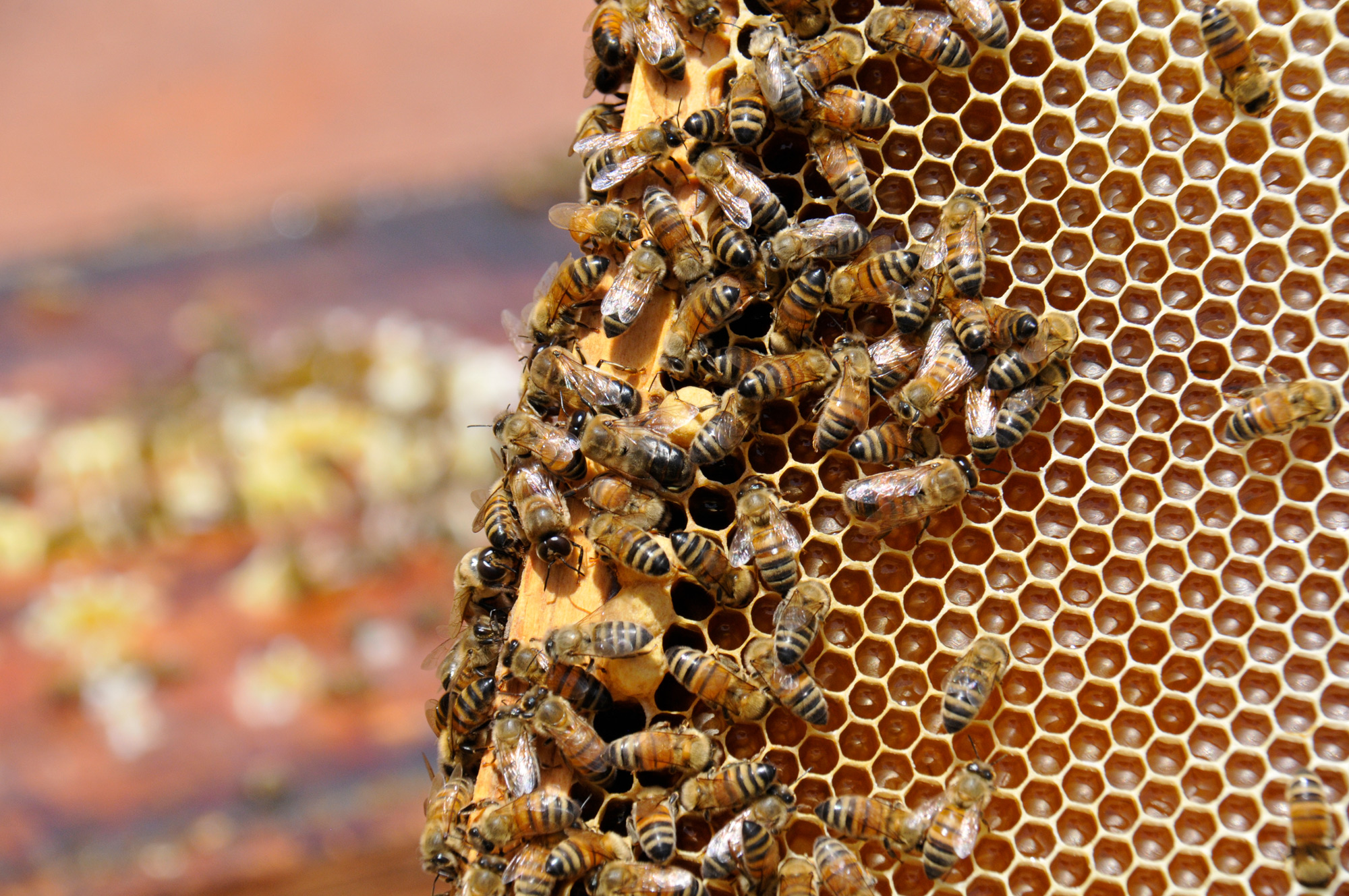Catania Miele di timo © Francesco Sottile
