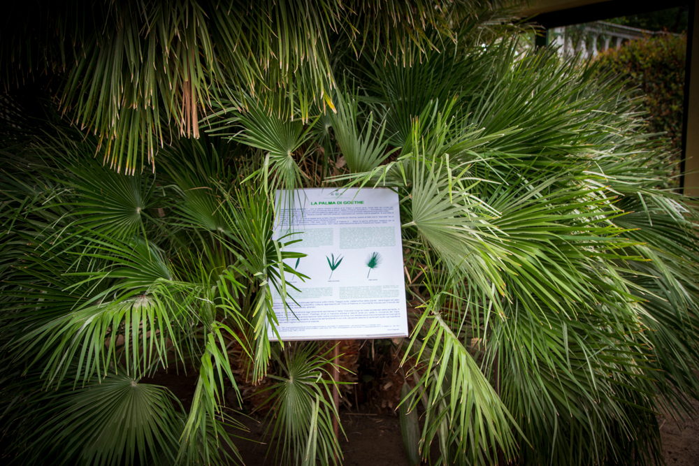 Palma di Goethe © A.Rossi, Camaleo S.r.l. (Rm) in collaborazione con l'Orto botanico dell'Università di Padova
