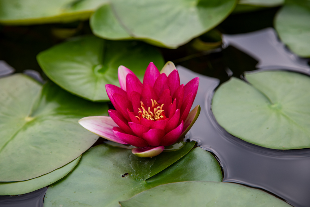 Particolare, Ninfea © A.Rossi, Camaleo S.r.l. (Rm) in collaborazione con l'Orto botanico dell'Università di Padova
