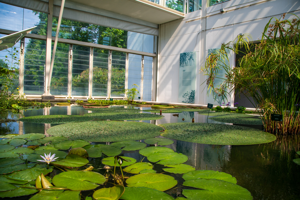 L'interno di una delle serre © A.Rossi, Camaleo S.r.l. (Rm) in collaborazione con l'Orto botanico dell'Università di Padova