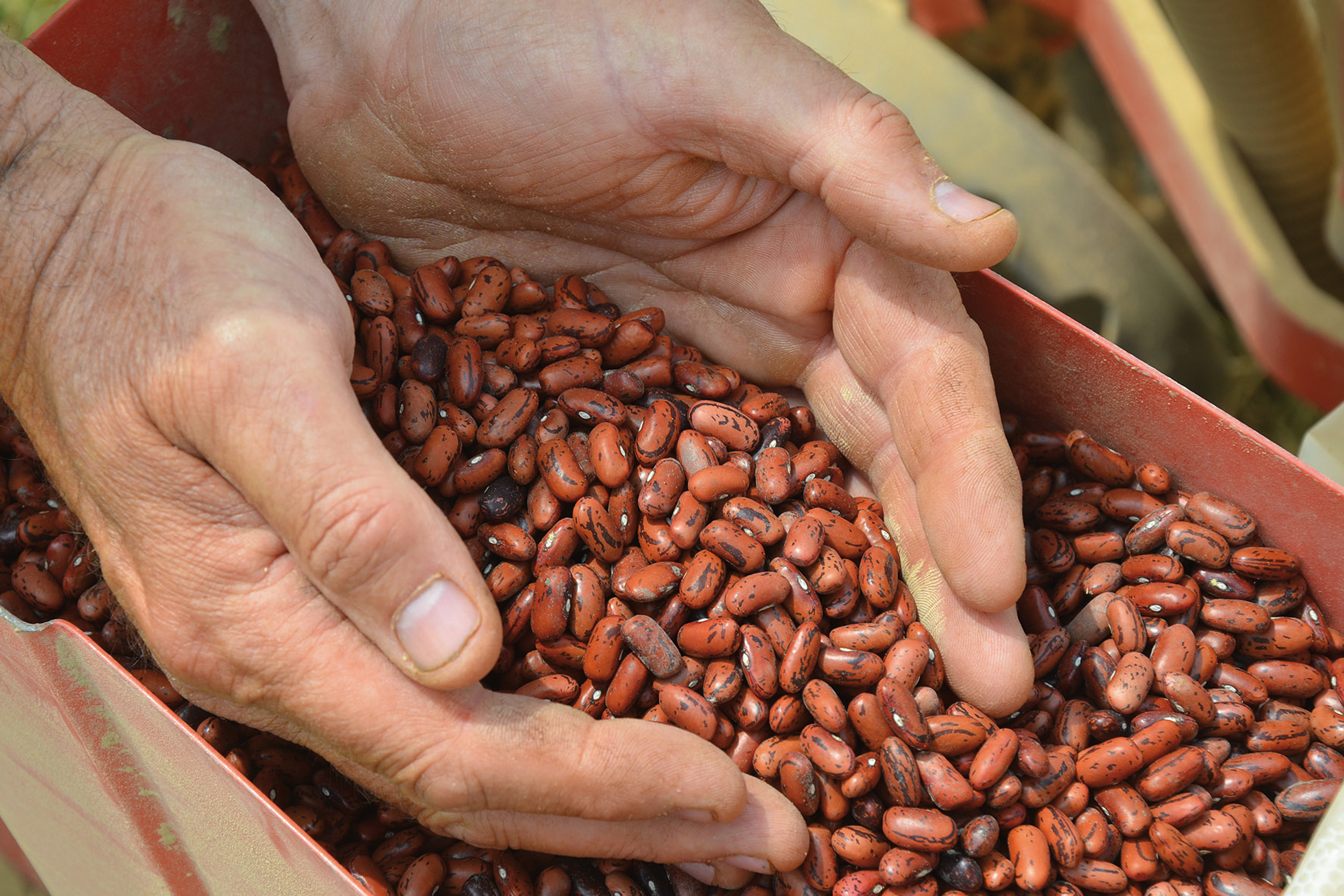 Fagiolo rosso di Lucca © Condotta Lucca Compitese Orti Lucchesi