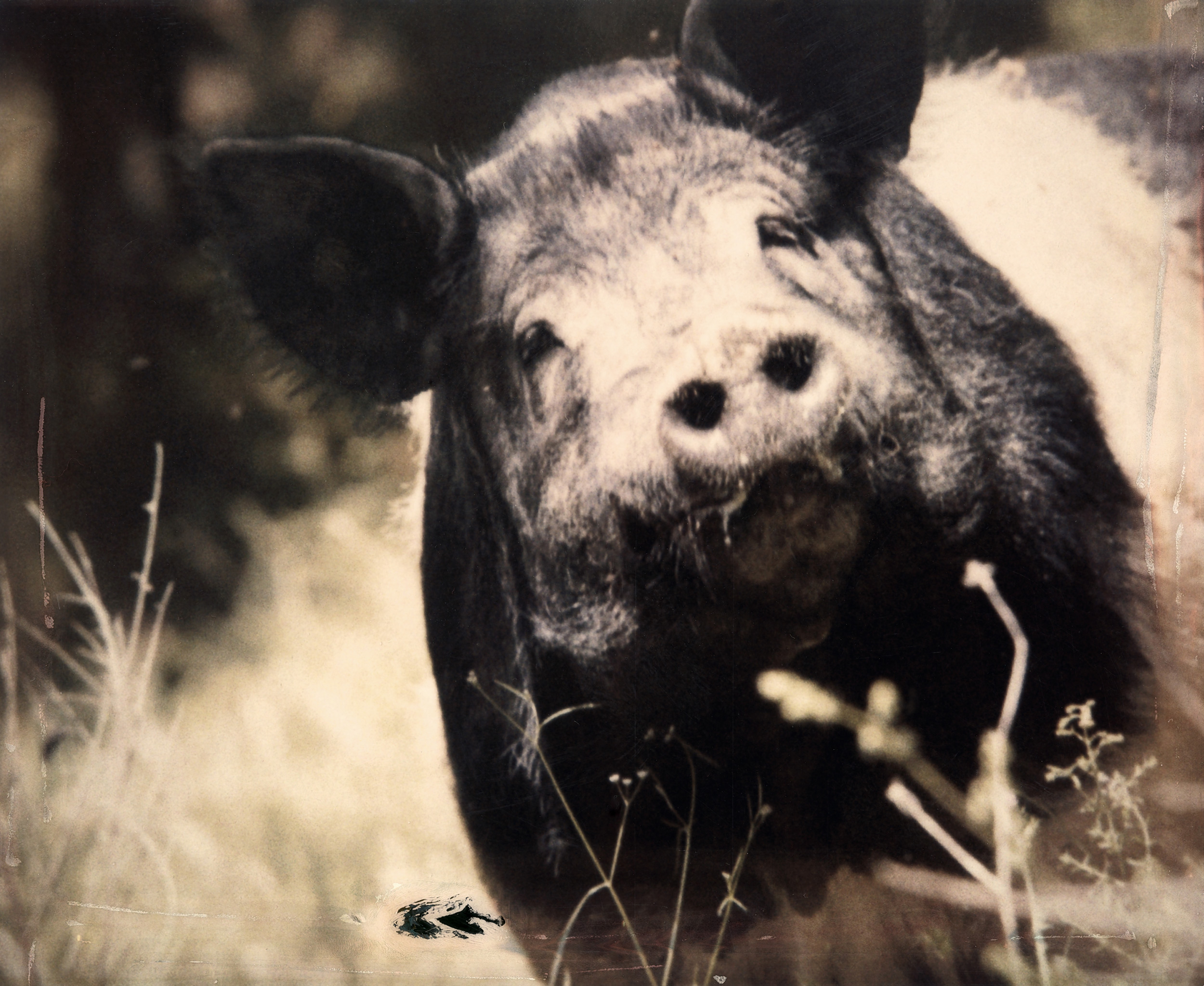 Prosciutto del Casentino © Roberto Rossi