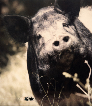 Prosciutto del Casentino © Roberto Rossi