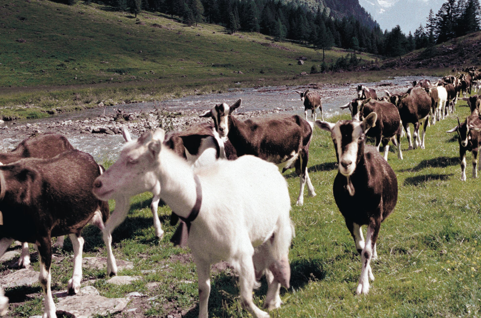 Violino di capra della Valchiavenna © Manfredo Pinzauti