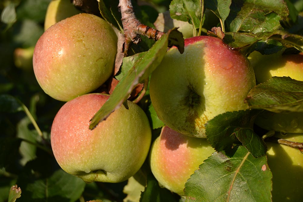 Melo Decio Di Belfiore © Valerie Ganio Vecchiolino