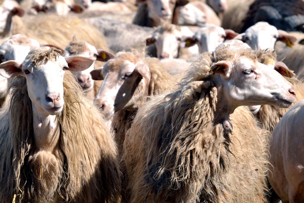 Pecorino a latte crudo della Maremma © Roberto Giomi