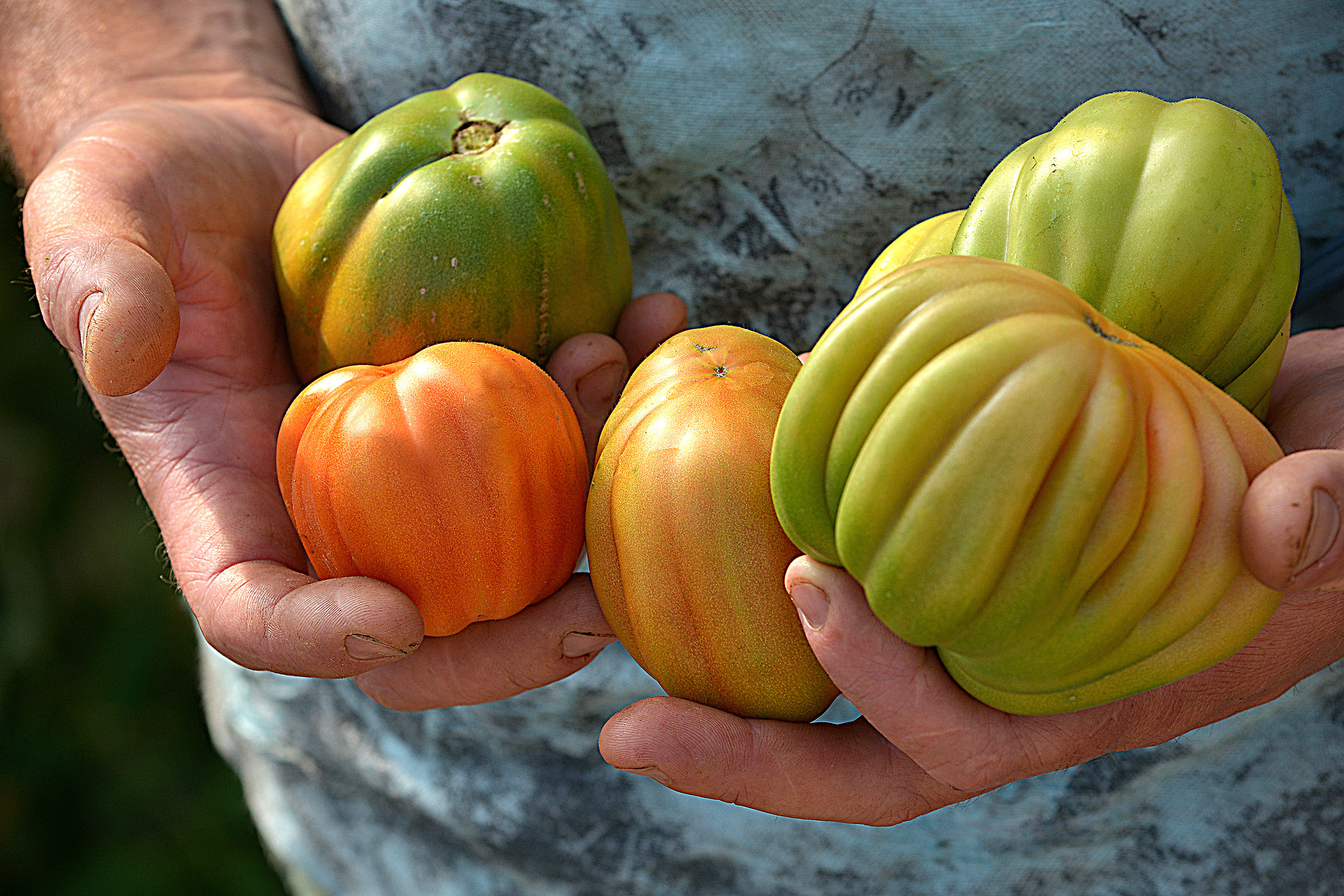 Pomodoro canestrino di Lucca © Roberto Giomi