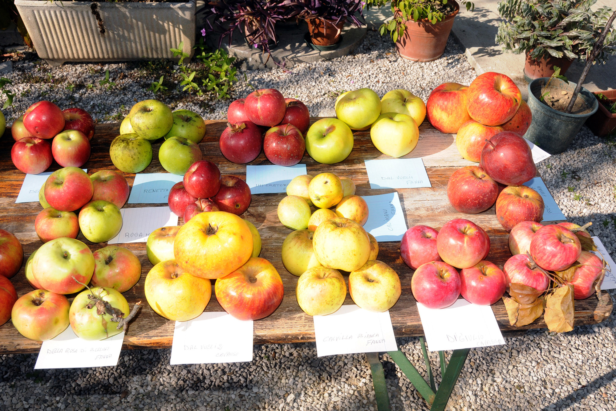 Antiche mele dellu2019Alto Friuli © Archivio Slow Food