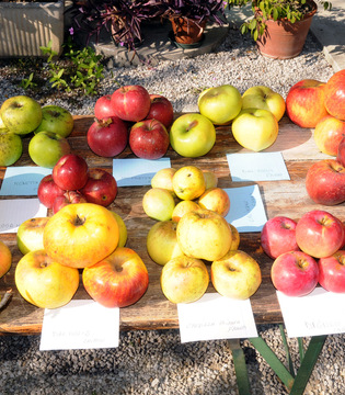 Antiche mele dellu2019Alto Friuli © Archivio Slow Food