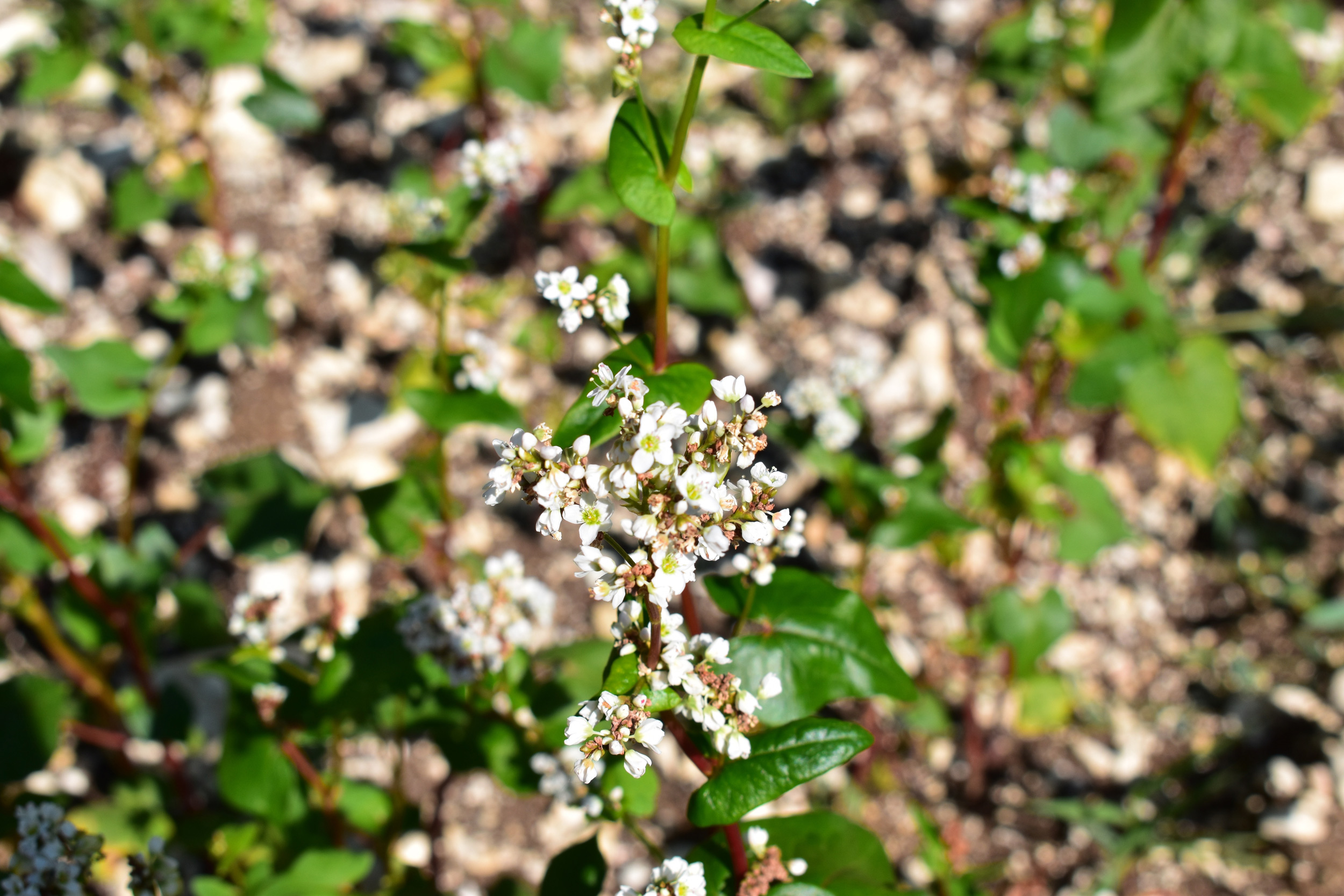 Grano saraceno della Valnerina © Mauro Pizzato