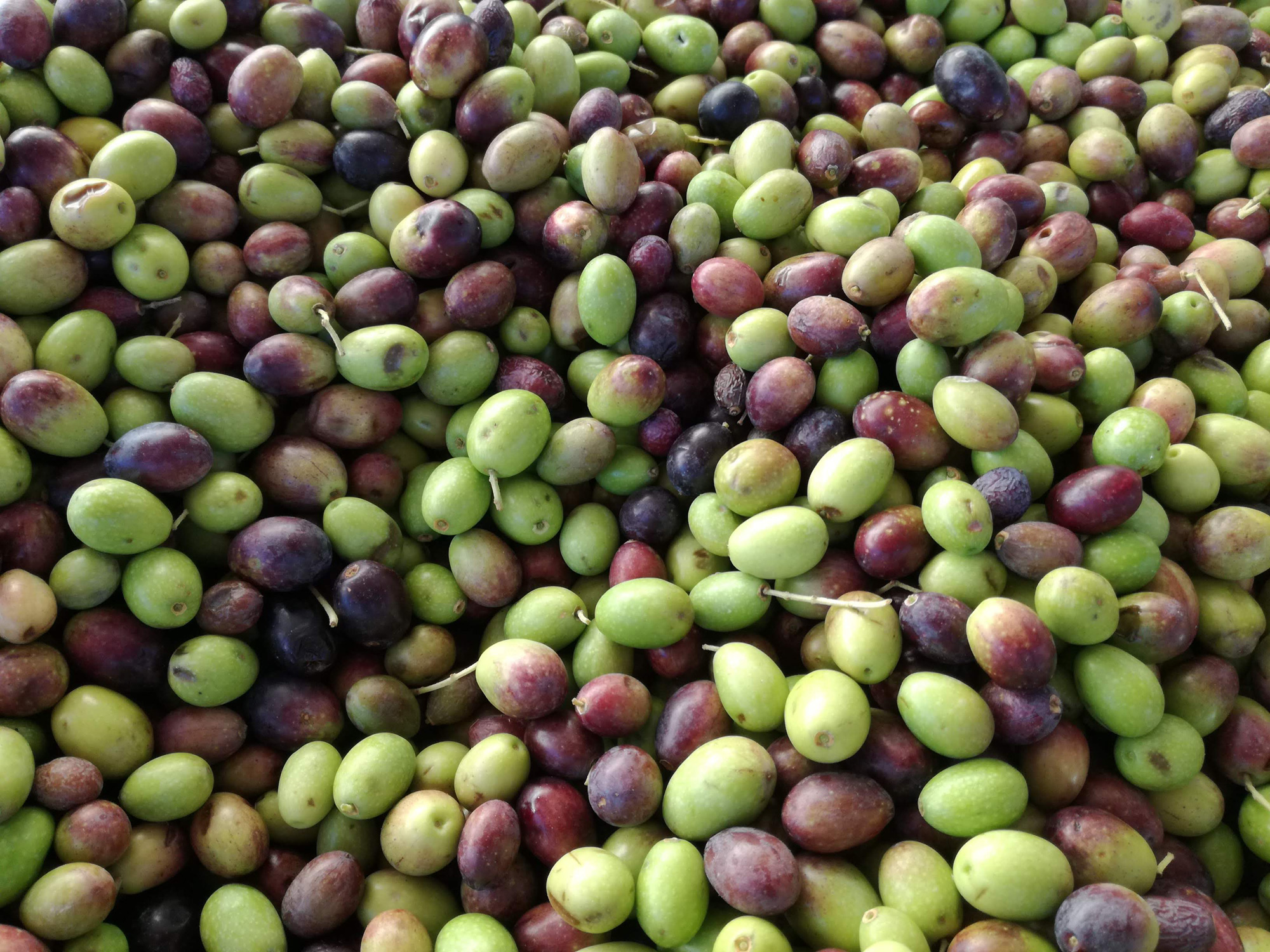 Olive taggiasche © Maurizio Stagnitto