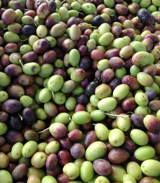Olive taggiasche © Maurizio Stagnitto