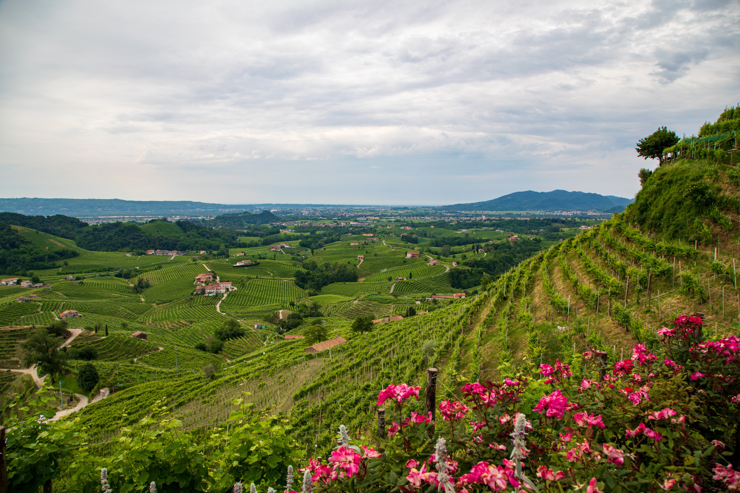 Colline di Valdobbiadene e vigneti © A. Rossi, Camaleo S.r.l. (Rm) - In collaborazione con Associazione per il Patrimonio delle Colline del Prosecco di Conegliano e Valdobbiadene UNESCO