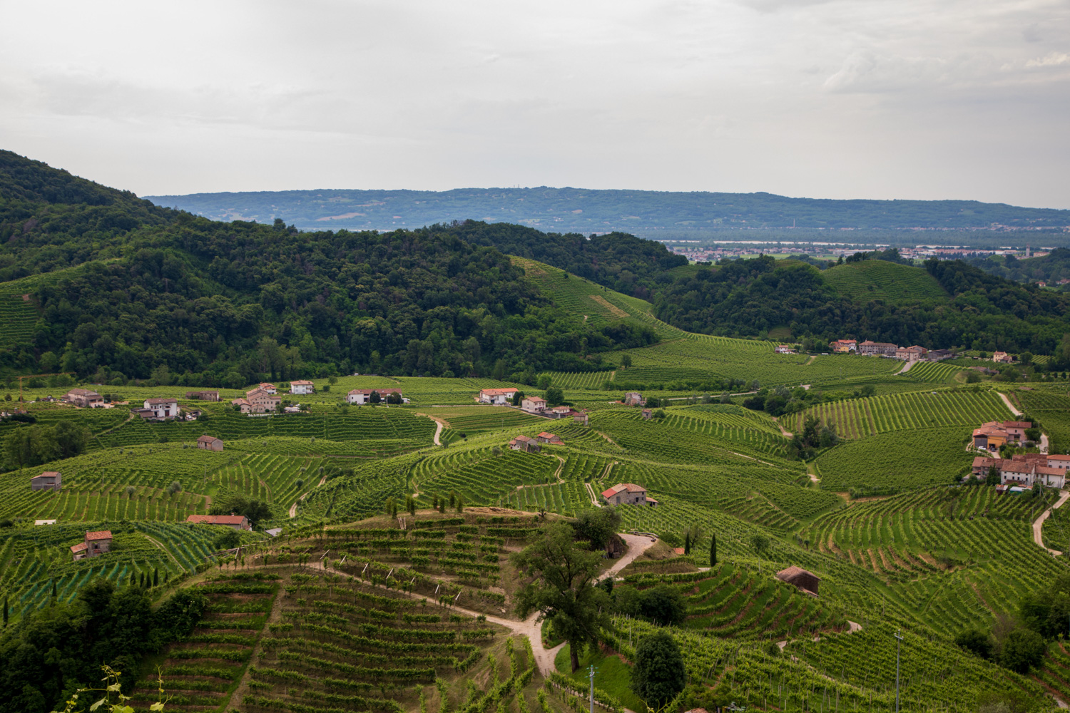 Colline di Valdobbiadene © A. Rossi, Camaleo S.r.l. (Rm) - In collaborazione con Associazione per il Patrimonio delle Colline del Prosecco di Conegliano e Valdobbiadene UNESCO